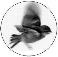 logo uccellino