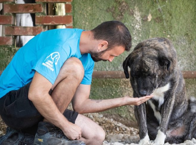 prendere un cane