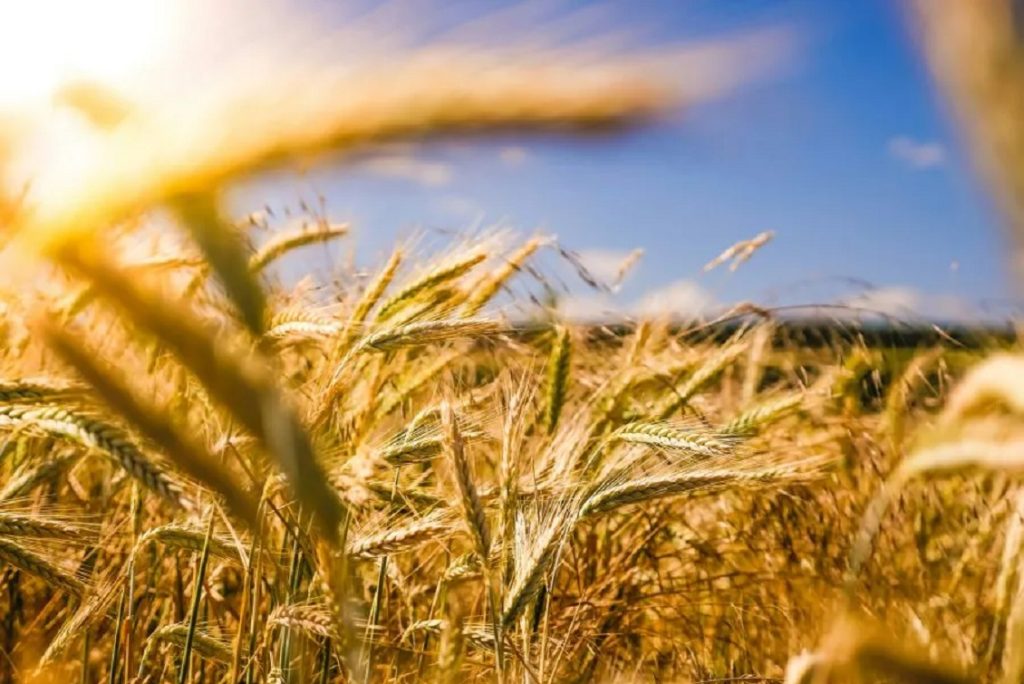 agroalimentare italiano