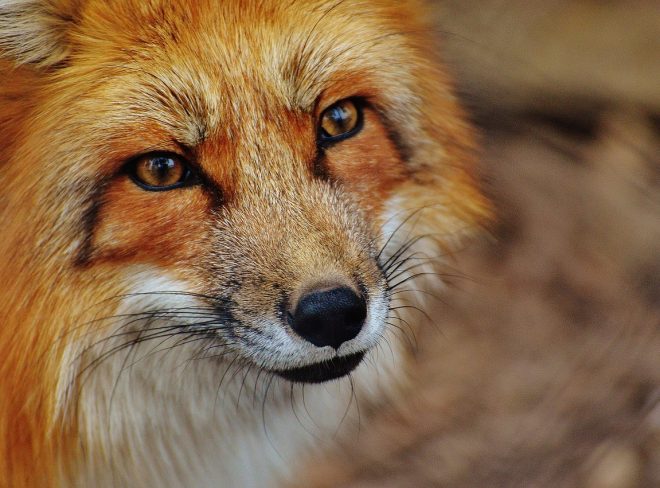 red fox 1310826 1280 1