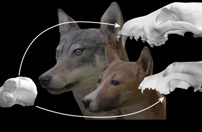 wolfdogskullscaro