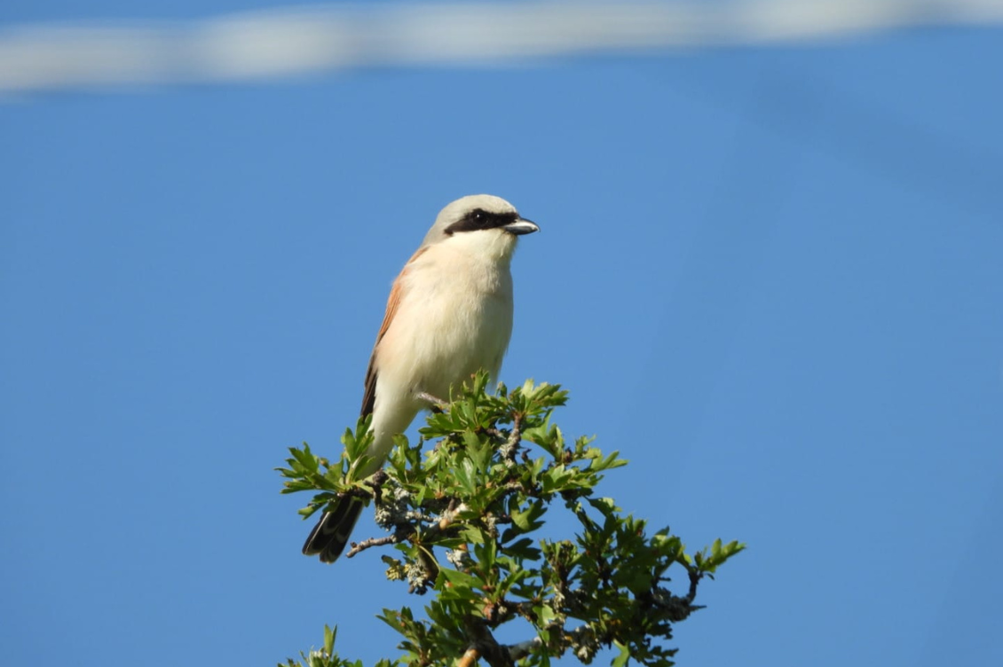 ARDEA3 1