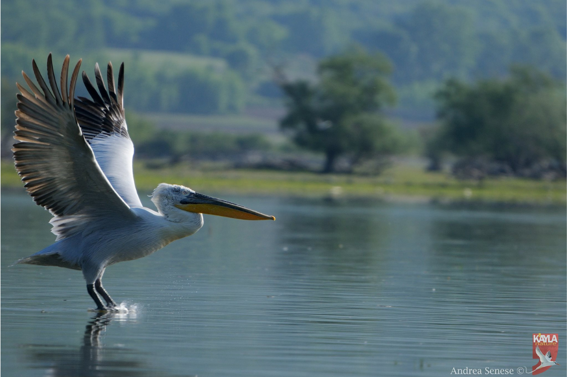 ARDEA4 1
