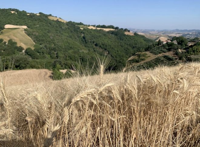 Consorzio Marche Biologiche 1