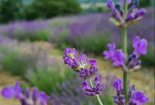 Il Giardino di Vanda