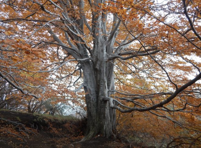 Alberi Monumentali