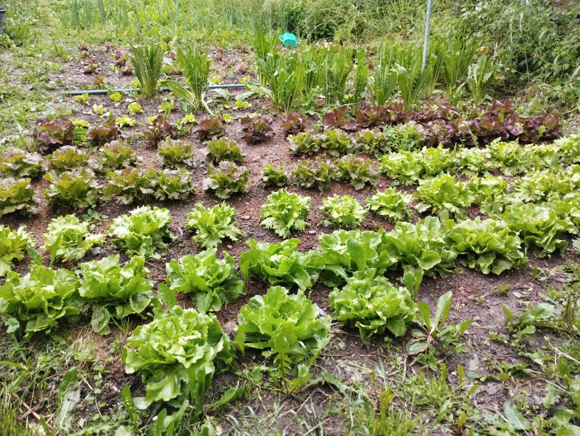 insalate vegtoria