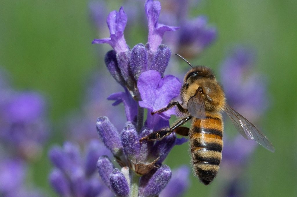 Lavanda