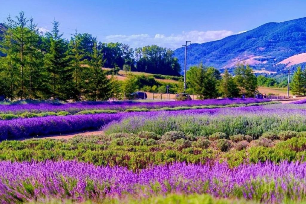 Lavanda