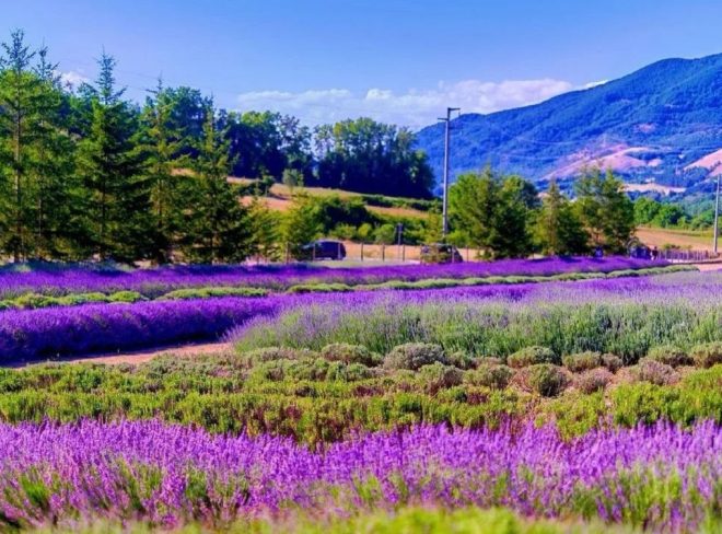 lavanda2