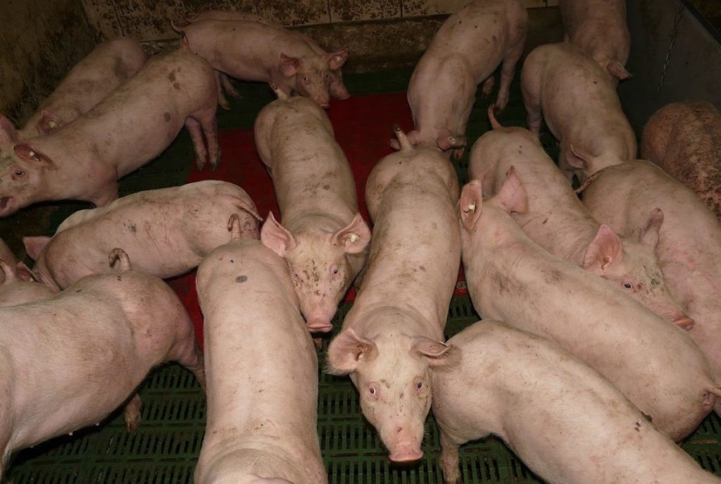 benessere animale
