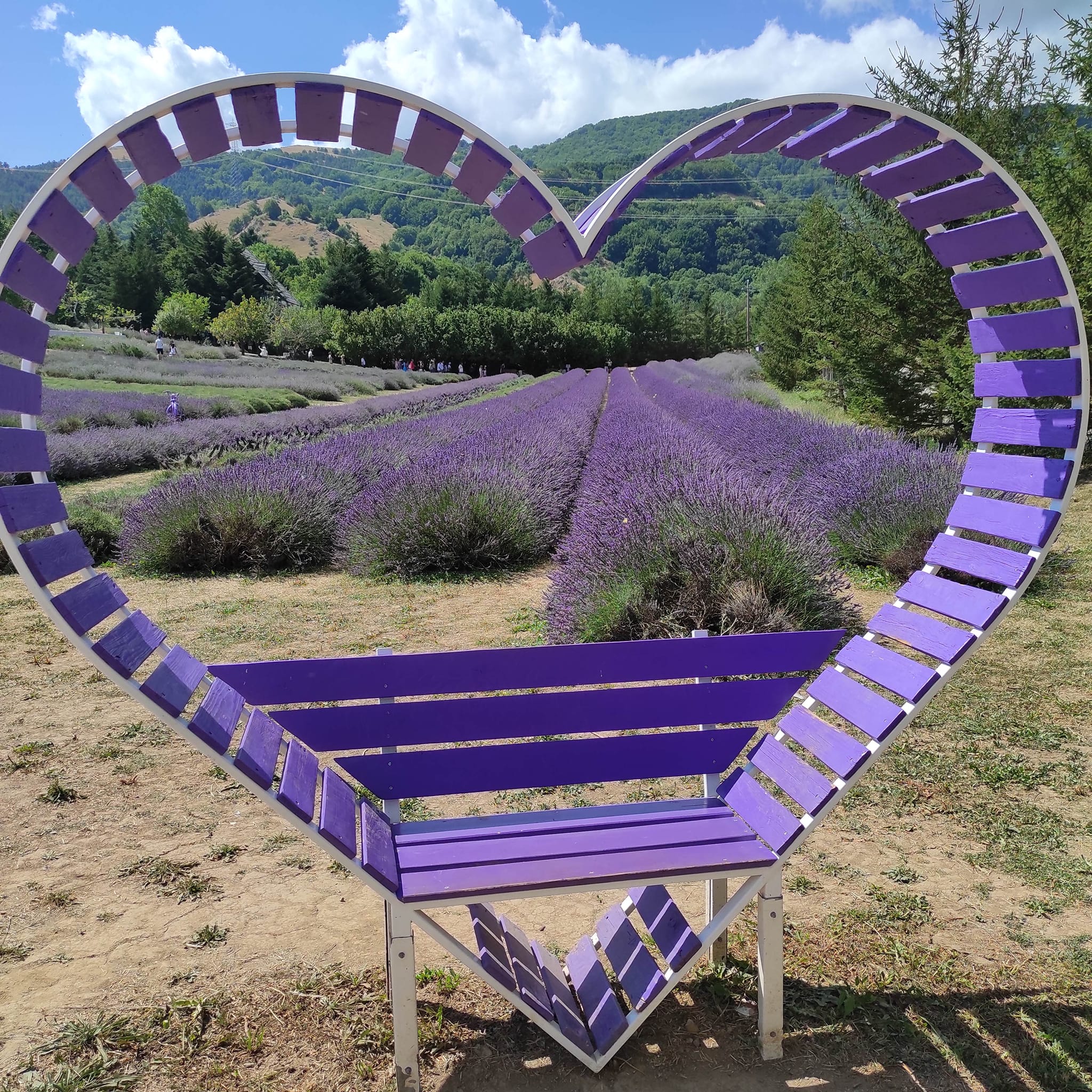 parco della lavanda 3