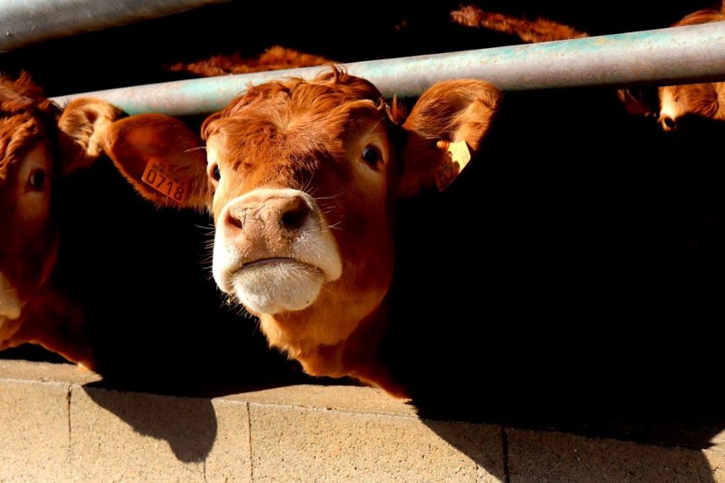 benessere animale