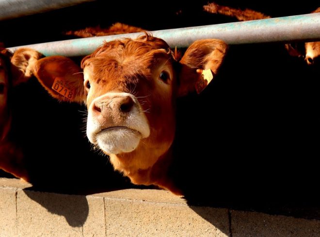 vote for animals