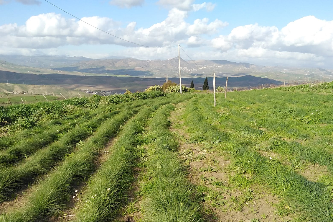campo di zafferano ennese