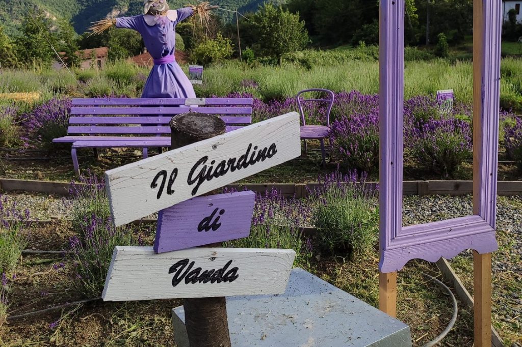 lavanda