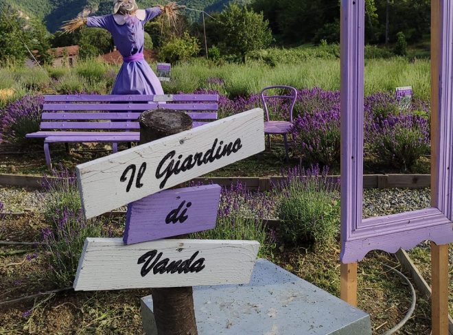 lavanda2