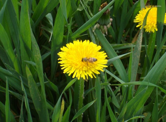 ‏fiore ape