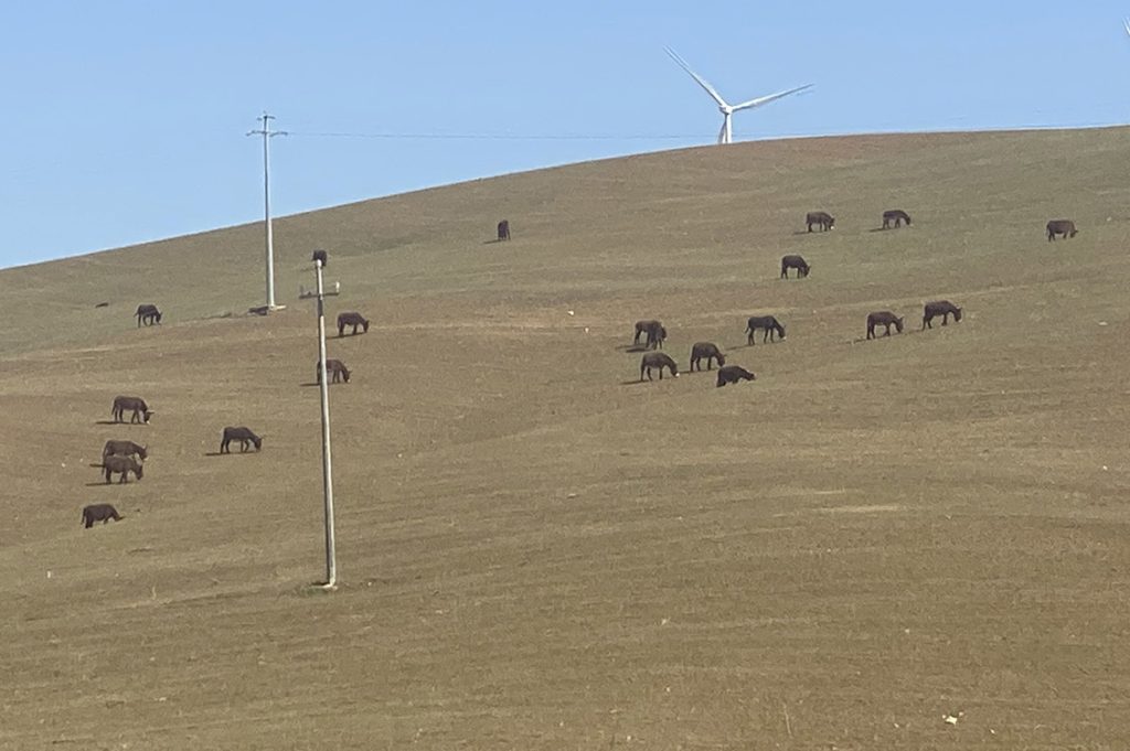 animali siccita