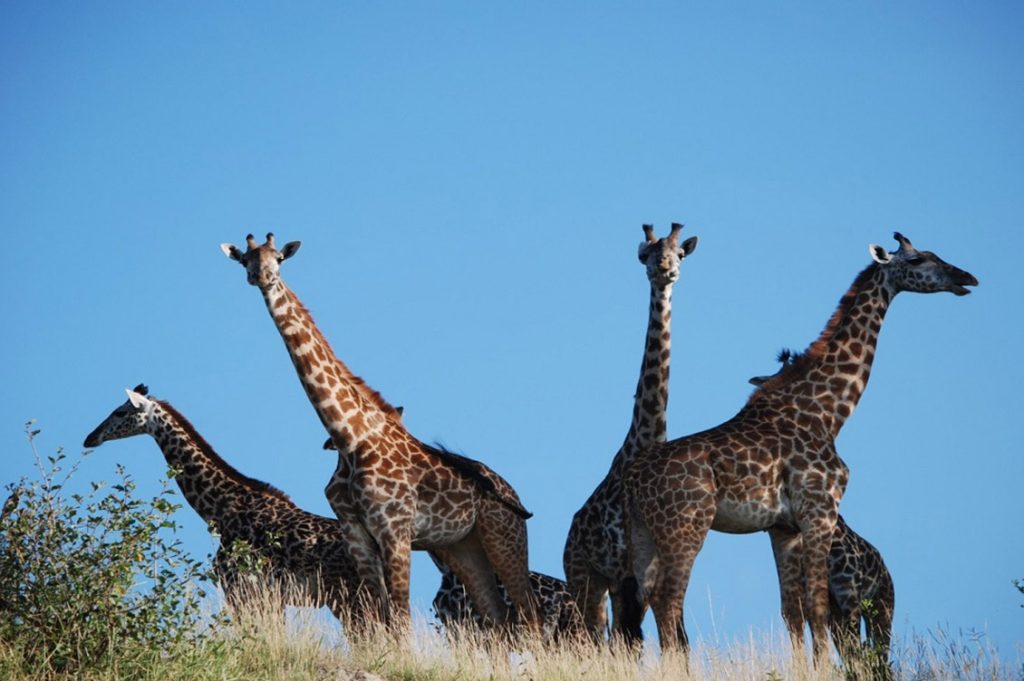 tanzania