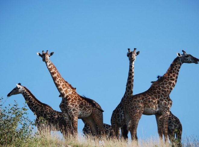 tanzania