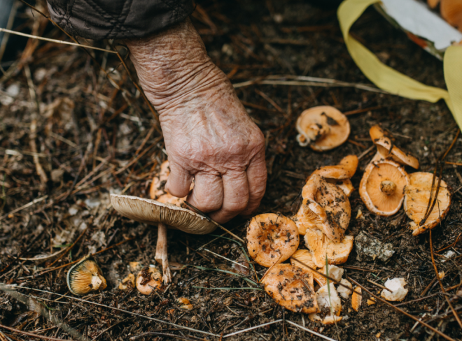 funghi