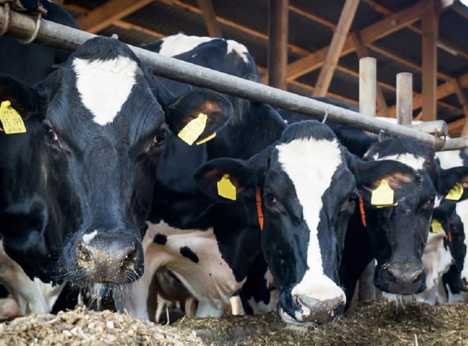 allevamenti pianura padana1