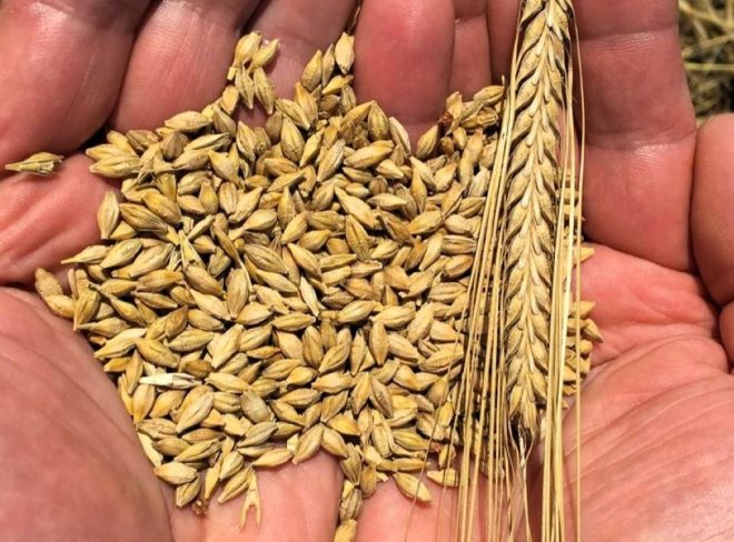 grano 1
