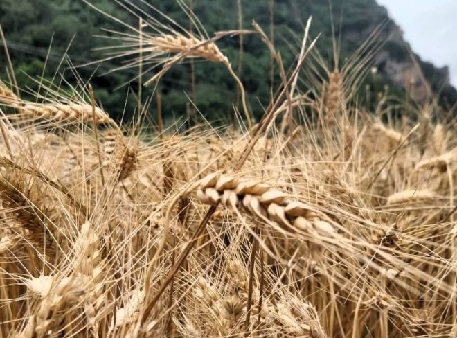 grano