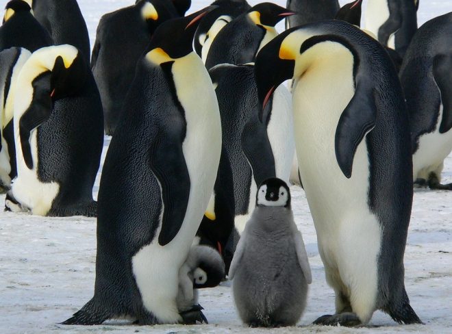 pinguino