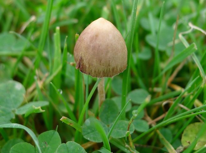 psilocybe semilanceata