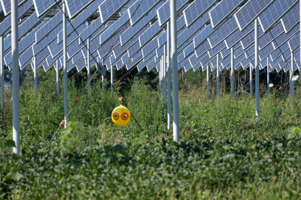 agrivoltaico