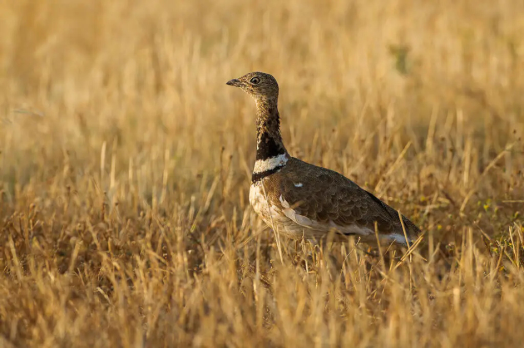 gallina prataiola