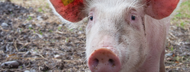 santuario miki pig