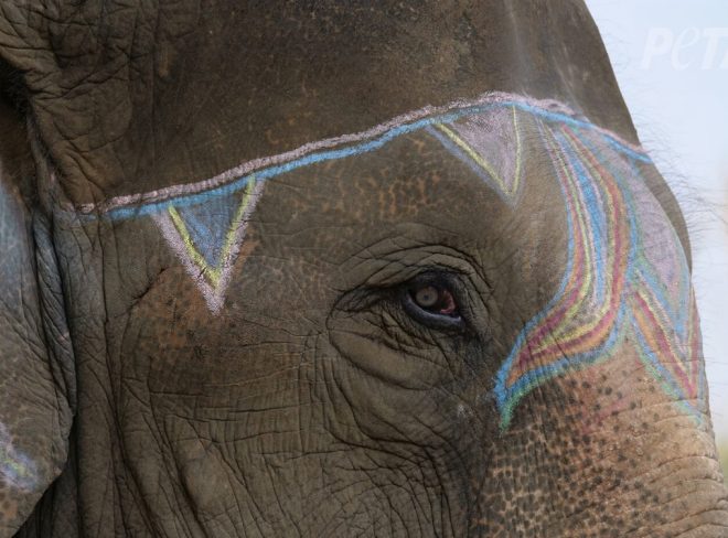 elefante santuari