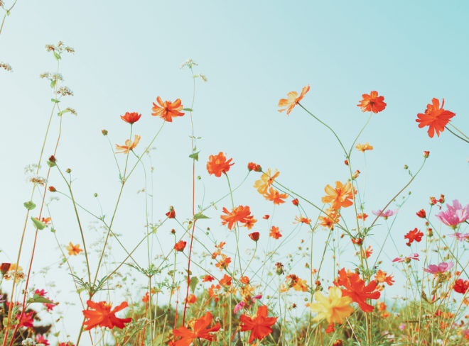 HEADER INMR 56