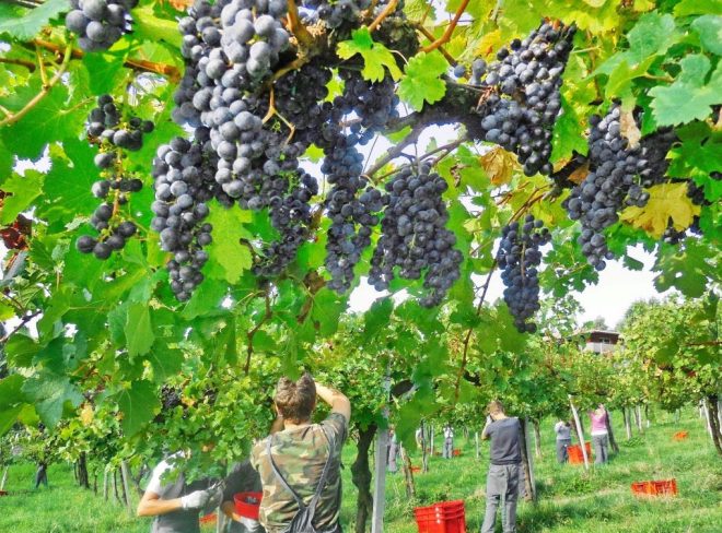 Oikos vigneti