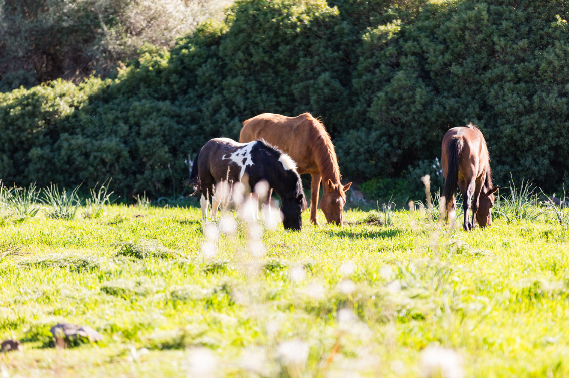 HEADER ecoparco 2