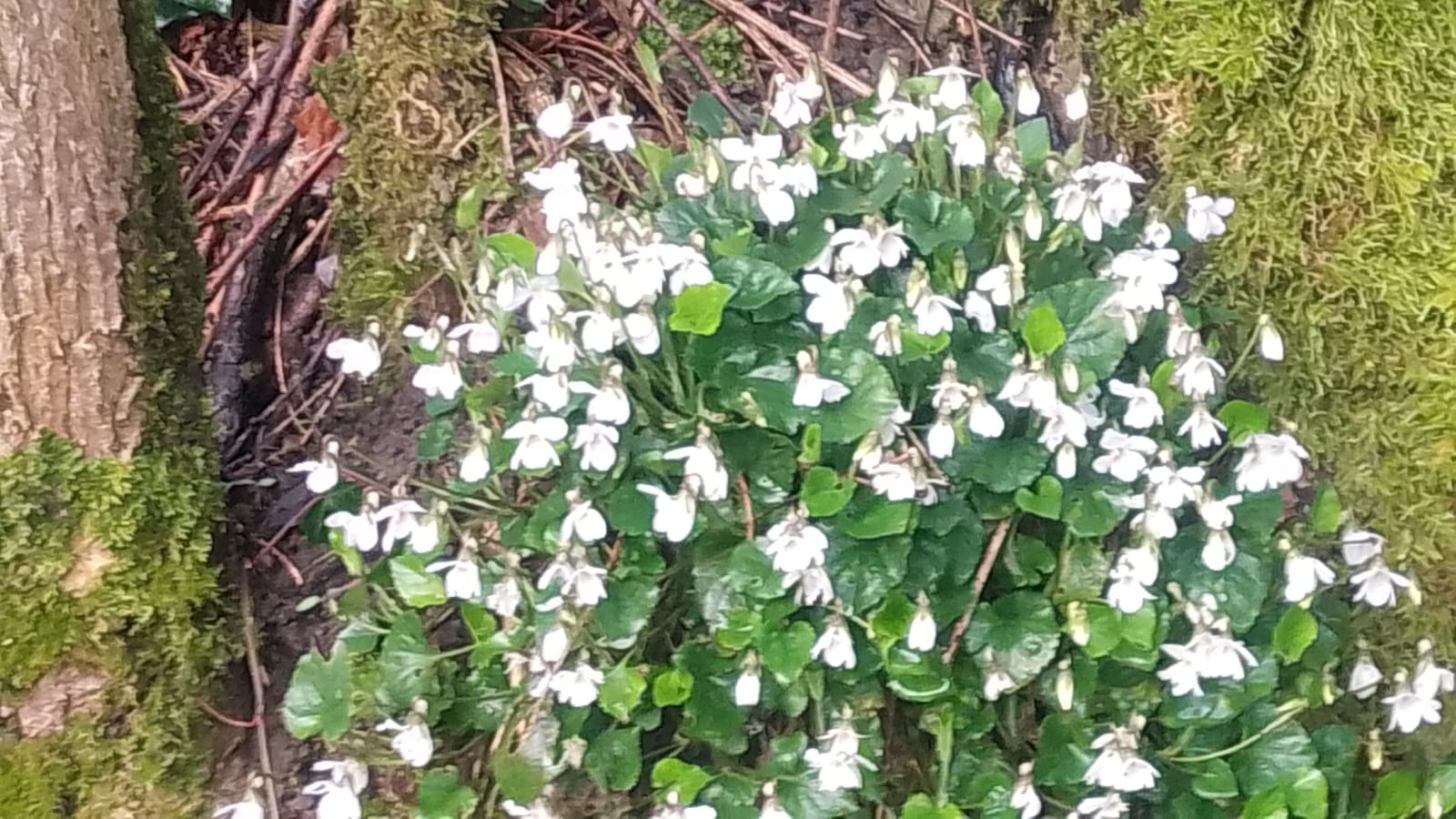 VIOLE BIANCHE