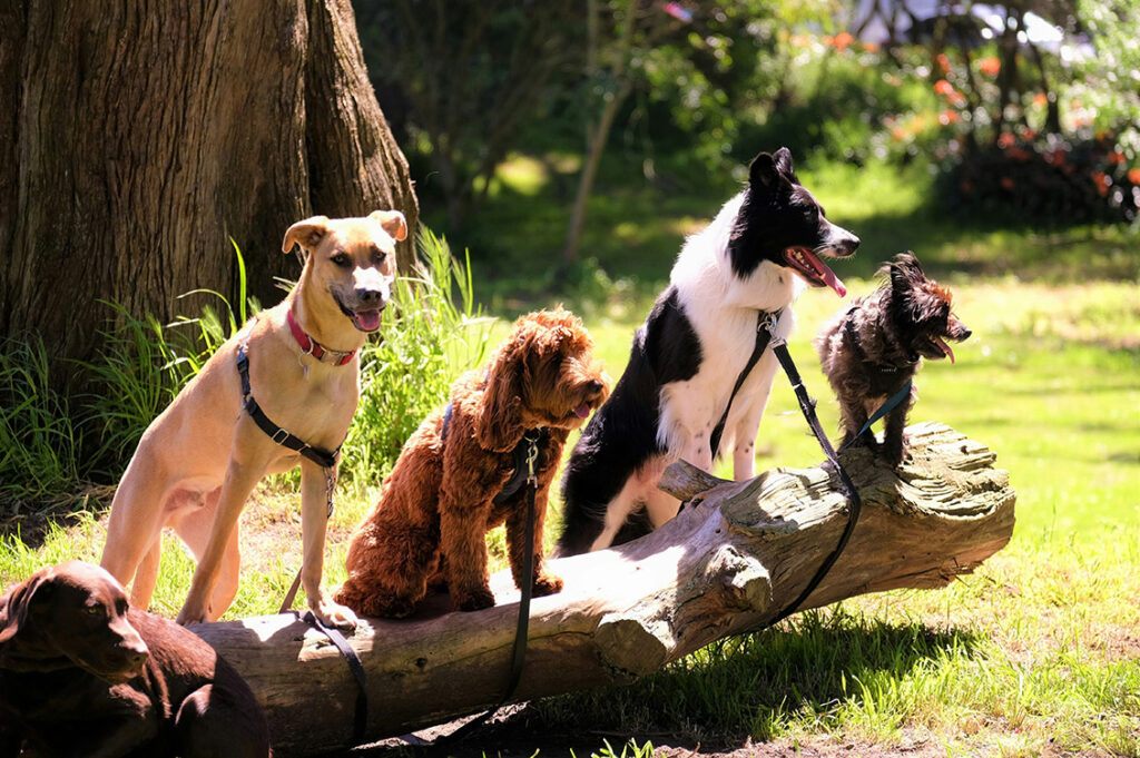 aggressione di cani