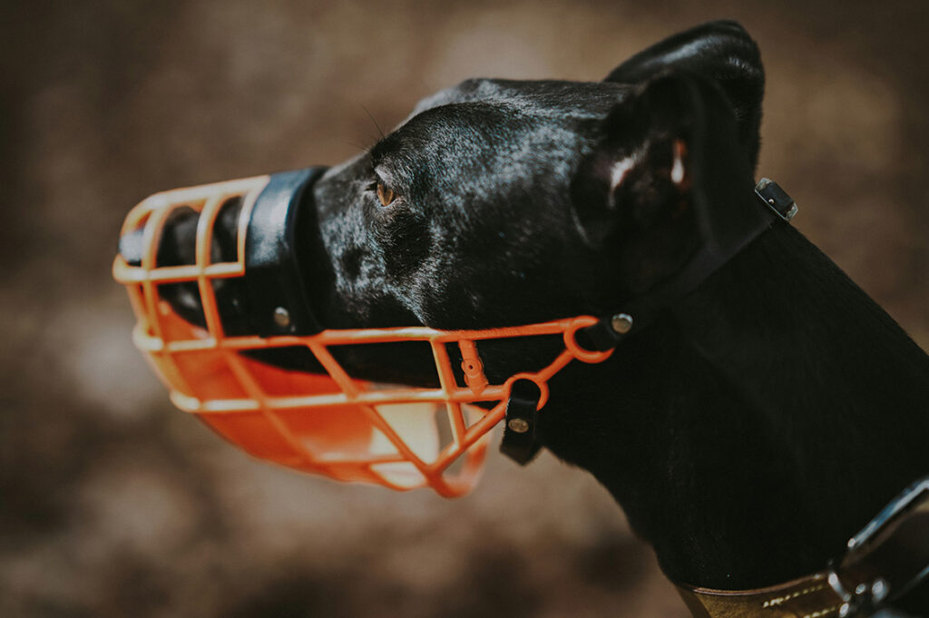 aggressione di cani