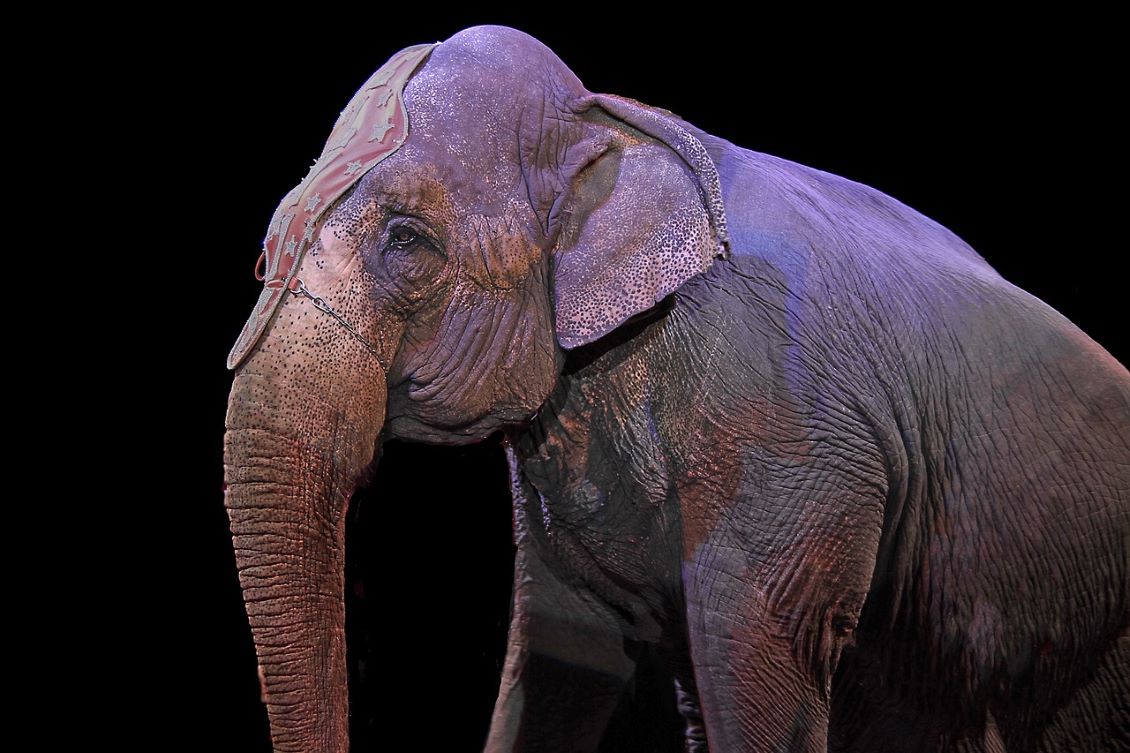 elefante circo