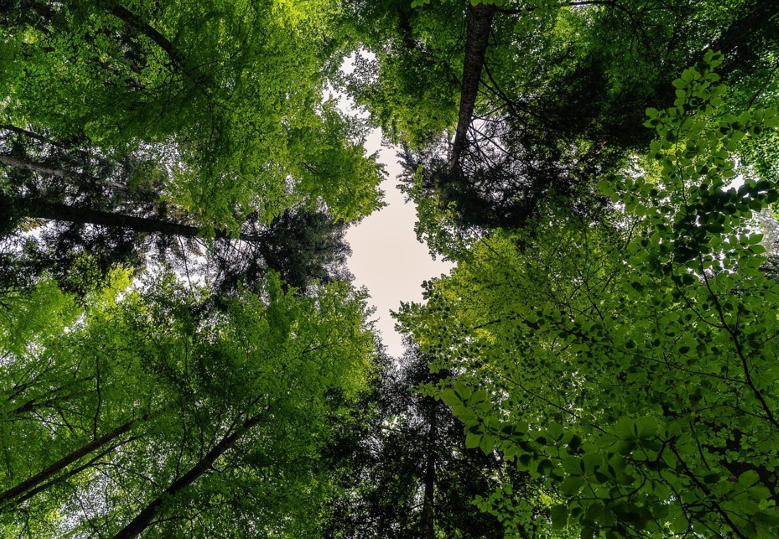 foresta
