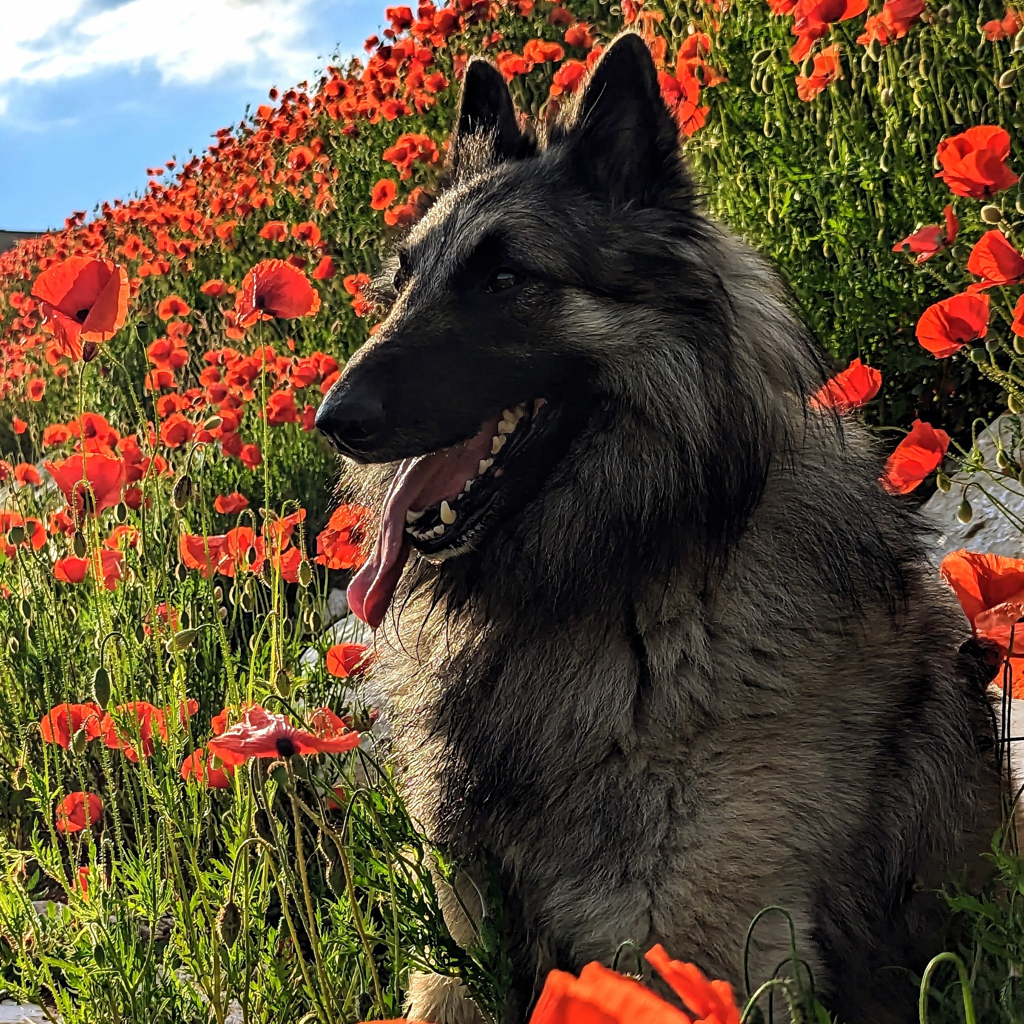pixel e papaveri