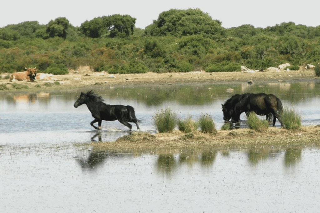 Cammini in Sardegna