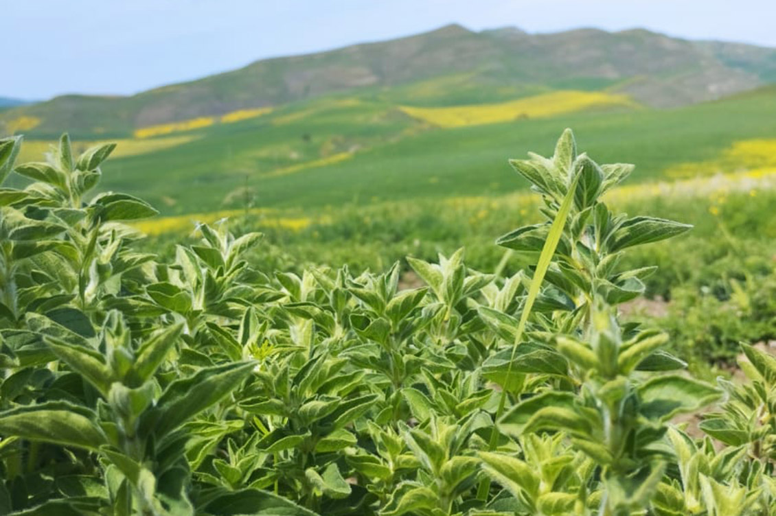 aromi di sicilia gangi 2 1