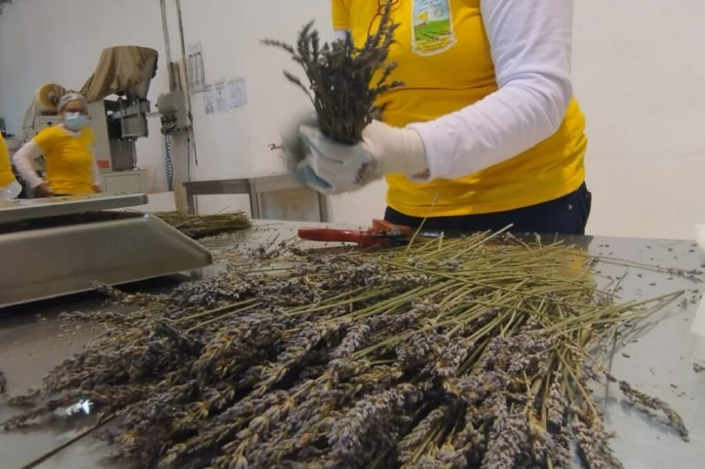 aromi di sicilia erbe aromatiche
