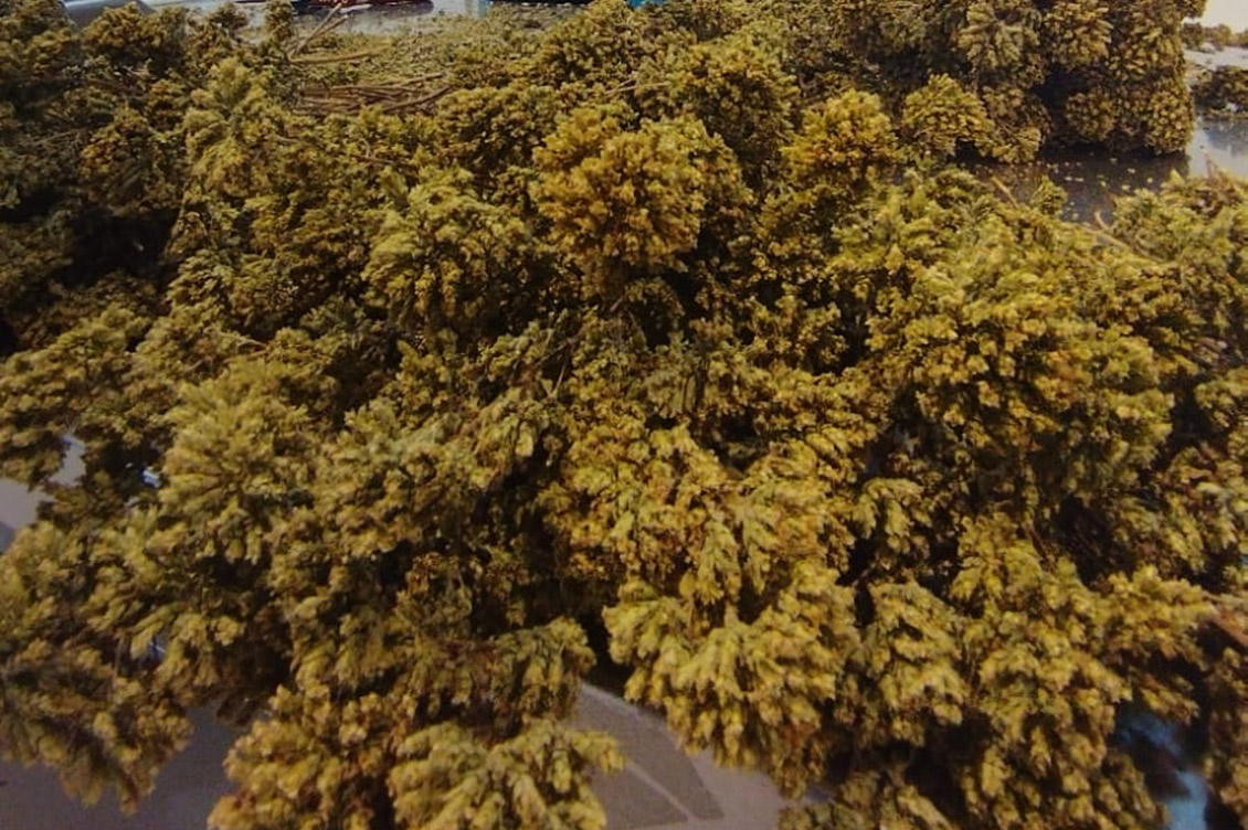aromi di sicilia gangi 4