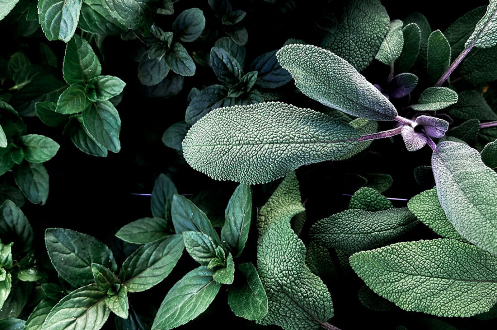 Erbe selvatiche e officinali