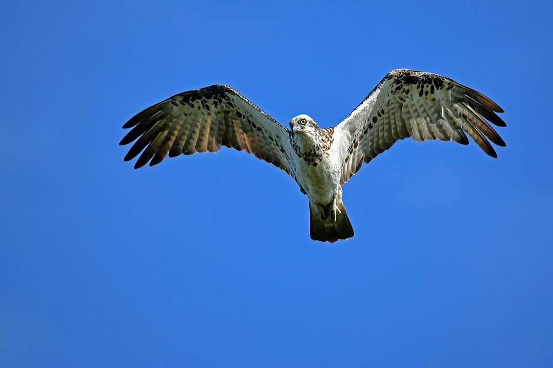 falco pescatore sardegna